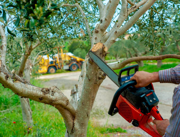 Best Affordable Tree Service  in Three Lakes, WA